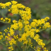 Золотарник :: Глеб 