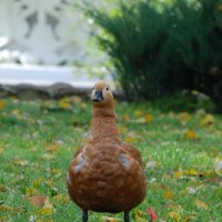 Рыжий :: Анна Камс