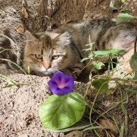 Прямой взгляд :) :: Наталья 