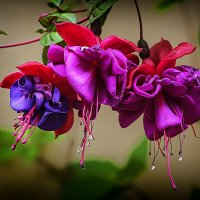 *** :: Александр 