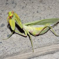 Богомол отпугивает... :: Константин Штарк