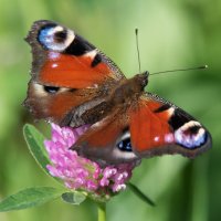 *** :: Владимир Безбородов