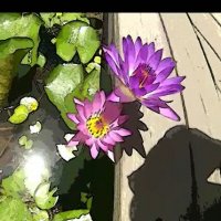 113 (63) :: CLOSE WAYS ALL