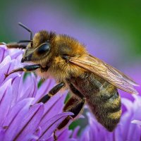 Медоносная пчела :: Aleksey Afonin