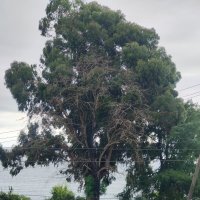 Эвкалипт :: Ирэн 