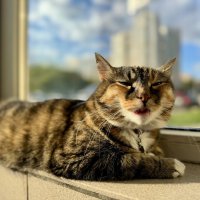 P.PLEIN :: Анна Камс