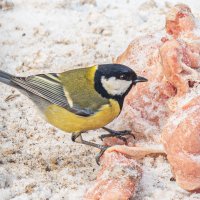 Птичка :: Михаил Измайлов