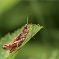 Кузнечик :: Олег Алексеев Кузнечик :: Олег Алексеев