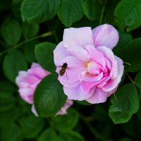 Цветок и пчела :: Игорь Тельцов