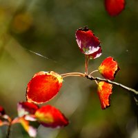 врт и осень 1 :: Александр Прокудин