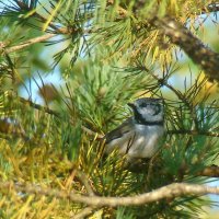 хохлатая синица или гренадёрка :: gawrilа - dan