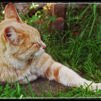 Усатый, рыжий, полосатый... :: Руслан 