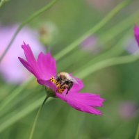 Летне-цветочное :: Наталья Герасимова