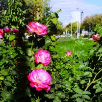 Крупные бутоны. :: Василий Палий