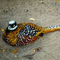 Задумался Королевский фазан-уже листья падают.. :: Aida10 