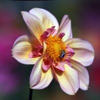 георгин 6 сентября :: Михаил Бибичков