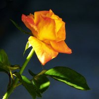 Флорибунда :: Валентин Семчишин