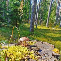 Хитрый грибок... :: Vladimir Semenchukov