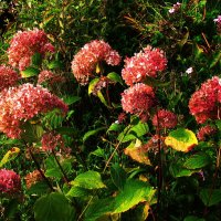 Ещё цветут гортензии :: Людмила Смородинская