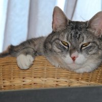 КОРЗИНА С ПОДАРКОМ. :: Андрей Андреев Андреев