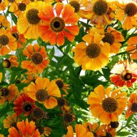 Гелениум :: Наталья 