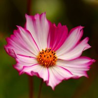 Доброе утро :: Юрий. Шмаков Доброе утро :: Юрий. Шмаков