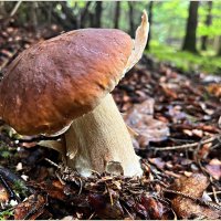 ****** :: Валерия Комова