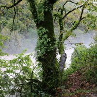 Сказочный лес над Бзыбью :: Ольга Сказочный лес над Бзыбью :: Ольга