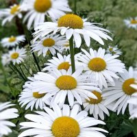 Островок ромашек в саду :: tatyana 