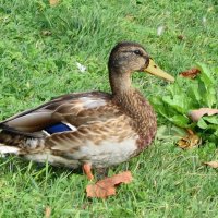 Кряква :: Рита Симонова