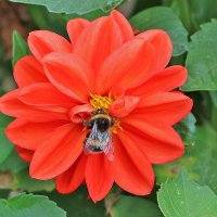 Обед шмеля :: Светлана 