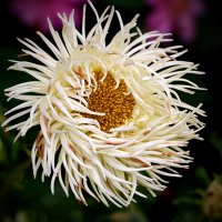 Растрёпа :: Светлана 