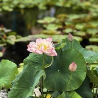 Розовый лотос :: Татьяна Михайлова