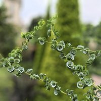 Завиток :: Татьяна Михайлова