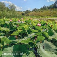 Озеро с лотосами в поселке Быковка :: Игорь Сарапулов