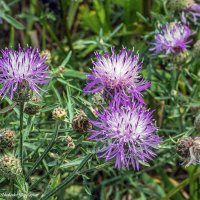 Василёк луговой или розовый василёк :: Светлана Ищенко