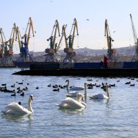 Гуси Лебеди :: Геннадий Валеев