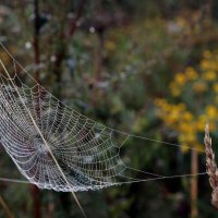 Утро 7 сентября Царицыно :: Михаил Бибичков