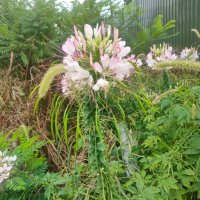 Клеома :: Ирэн 