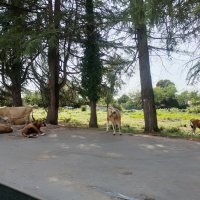 Абхазия. Новый Афон :: Ирэн 