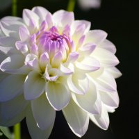 Георгинка :: Татьяна Лютаева