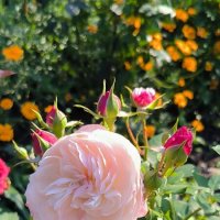 Такие разные розы! :: Ольга 