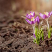 Цветы :: Alex Bush