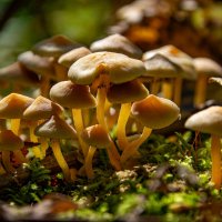 Ездил за опятами, попались только поганки. :: Владимир Мигонькин