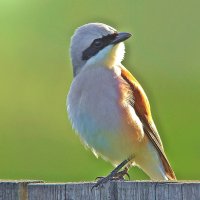 В лучах утреннего солнца :: Вячеслав Минаев