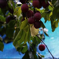 Дачное. Слива. :: Сергей Премонишын