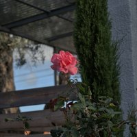 Цветок :: ujgcvbif 