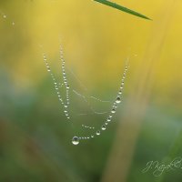 *** :: Елена Kазак (selena1965)