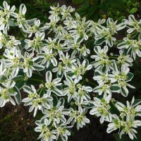 Молочай :: Наиля 