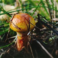 Городские грибы :: AZ east3